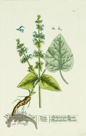 Blackwell German 046